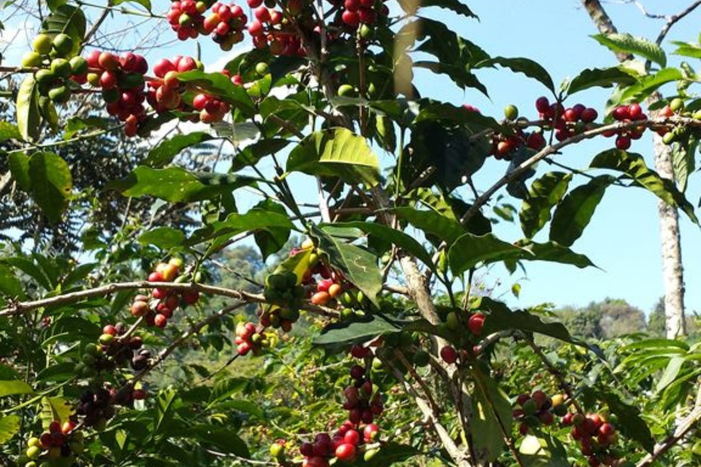 Ethiopia Light Roast