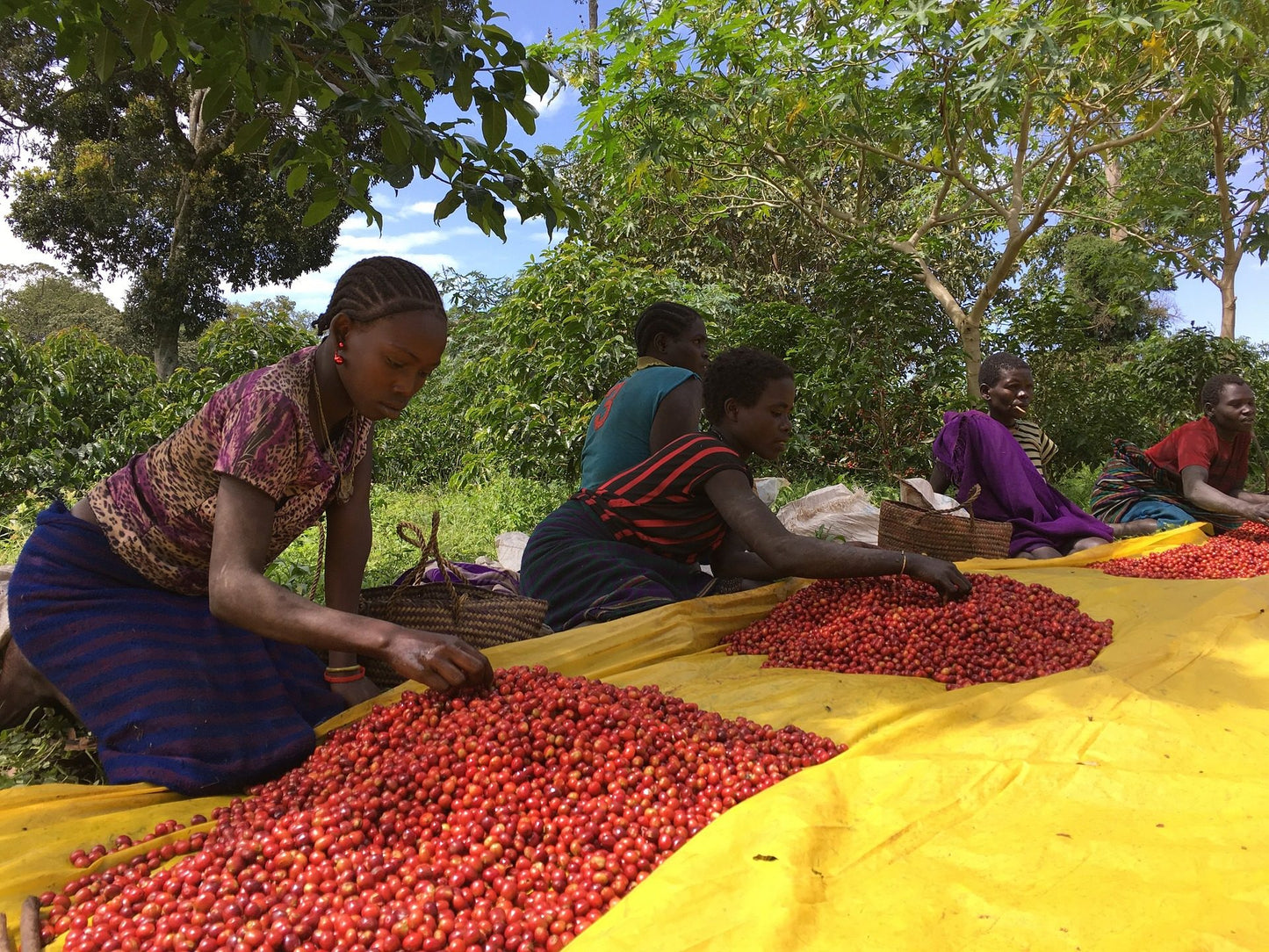 Ethiopia Light Roast