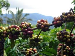 Sumatra Dark Roast