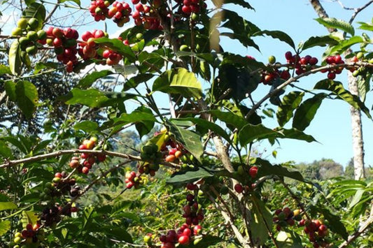 Ethiopia Light Roast