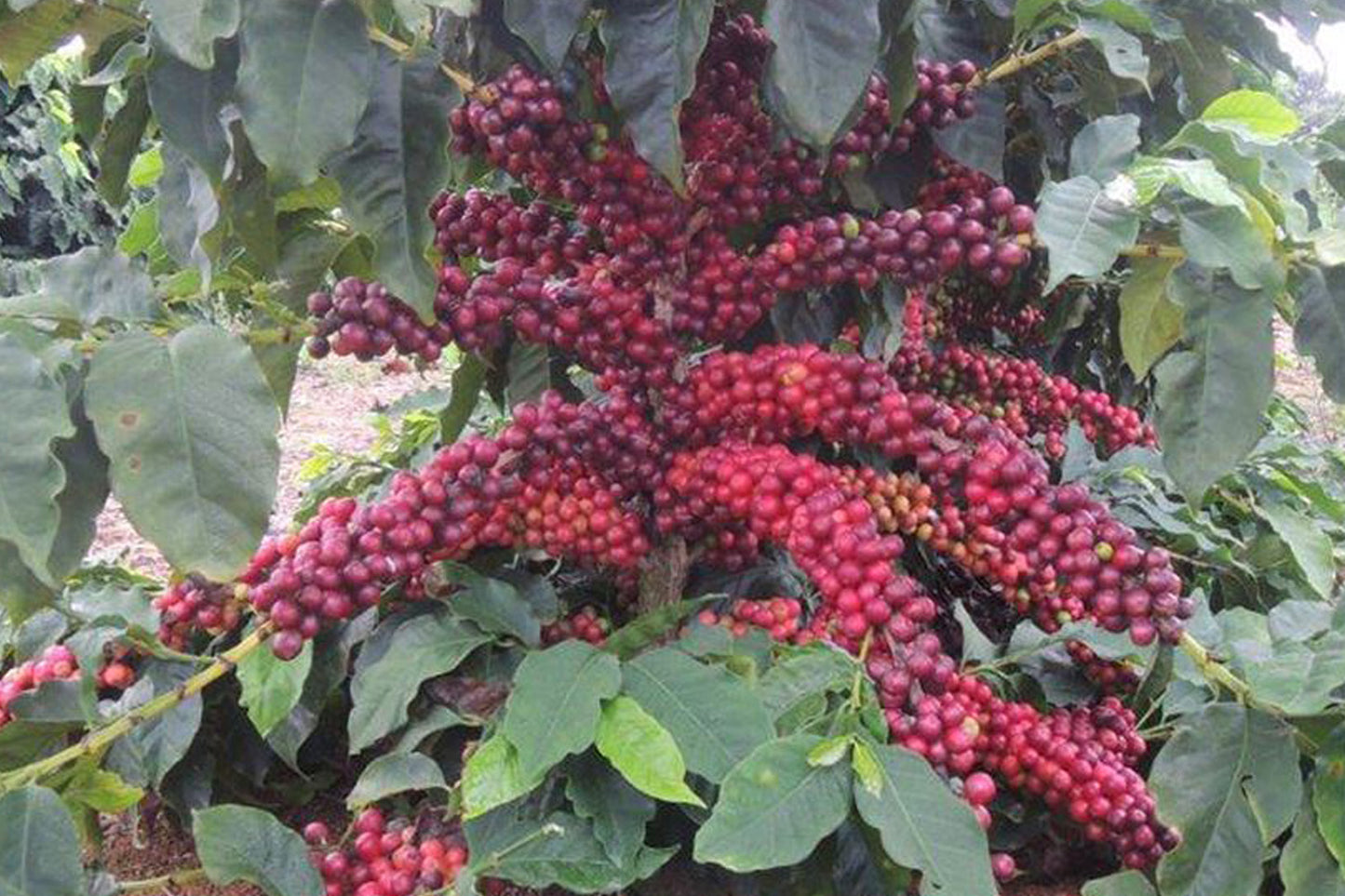 Brazil Dark Roast