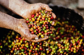 ThreeBeans Specialty Blend Medium Roast